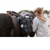 Alforjas Ortlieb Horse-Trekking para Caballo 2 bolsas de 30L Negro